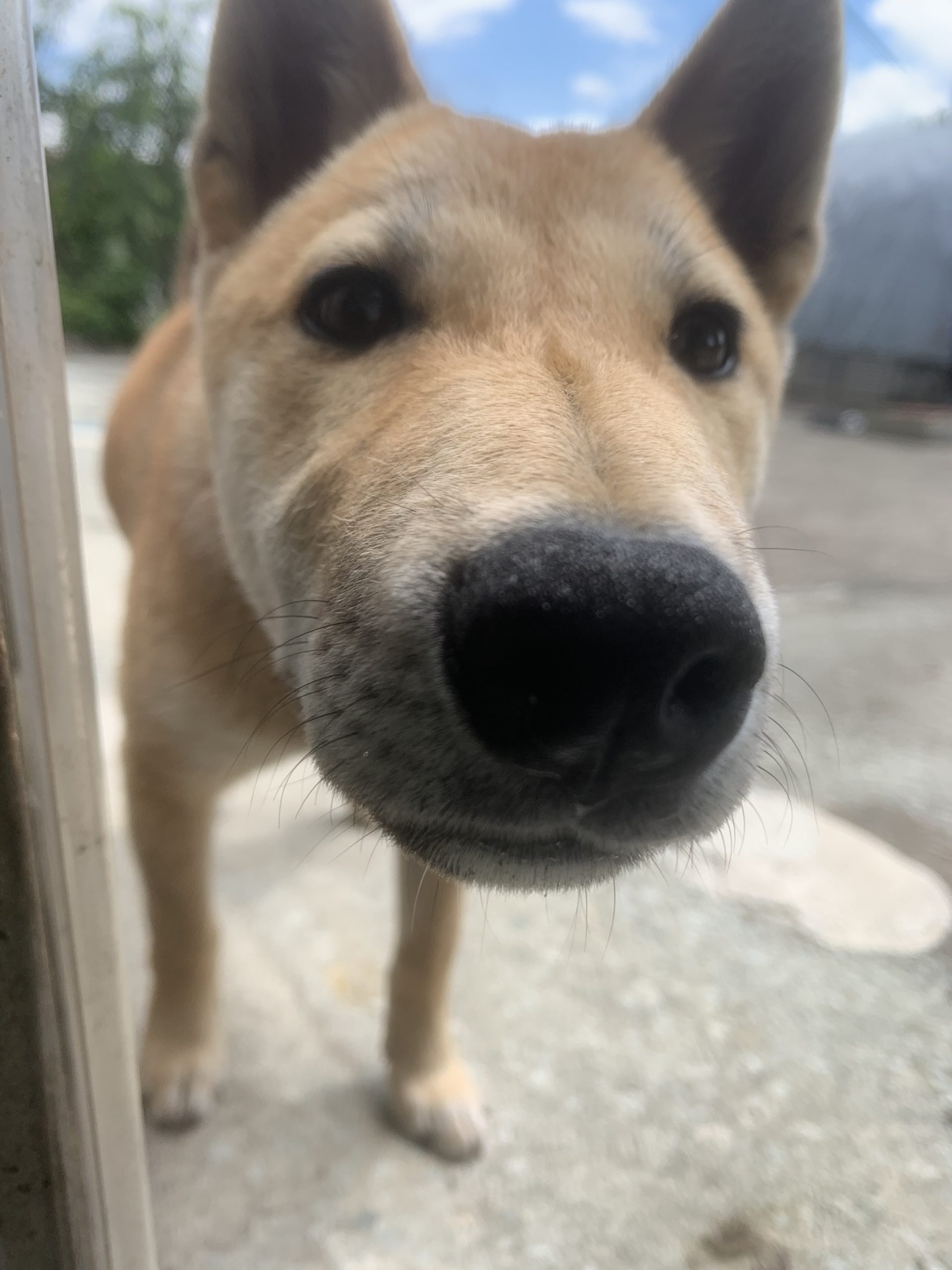 名前は、花 縄文犬の柴犬です！