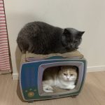 ↑風蘭↓彦丸