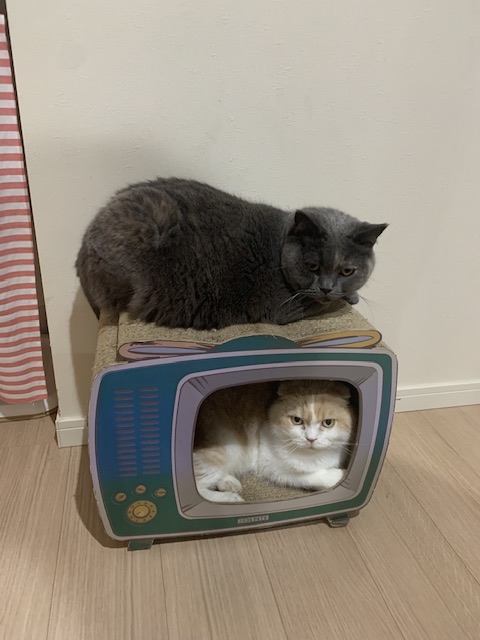 ↑風蘭↓彦丸