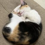猫猫博物館〜アンモニャイト〜