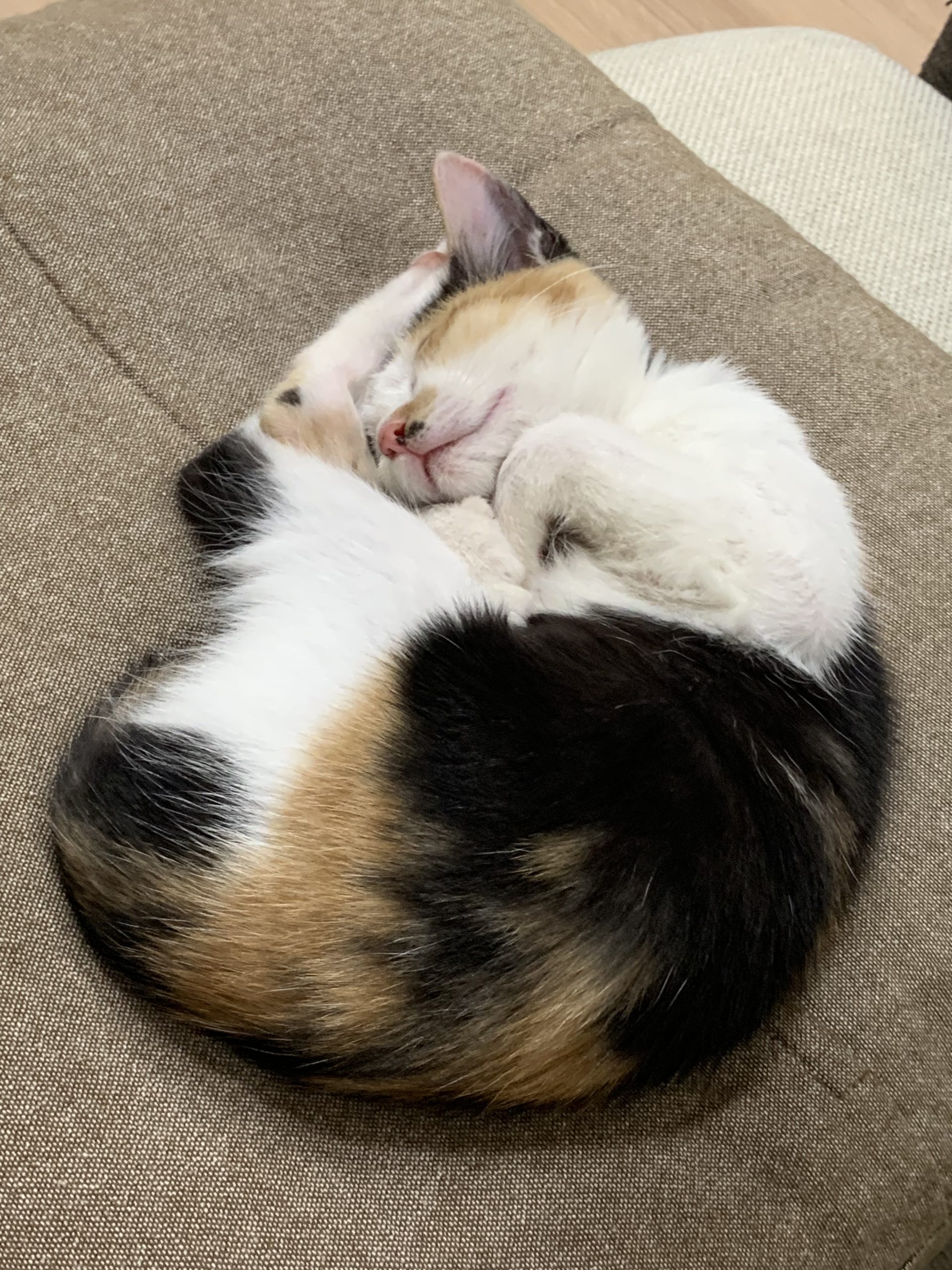 猫猫博物館〜アンモニャイト〜