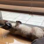 シャムミックスです！