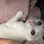 保護猫のマオくんです！