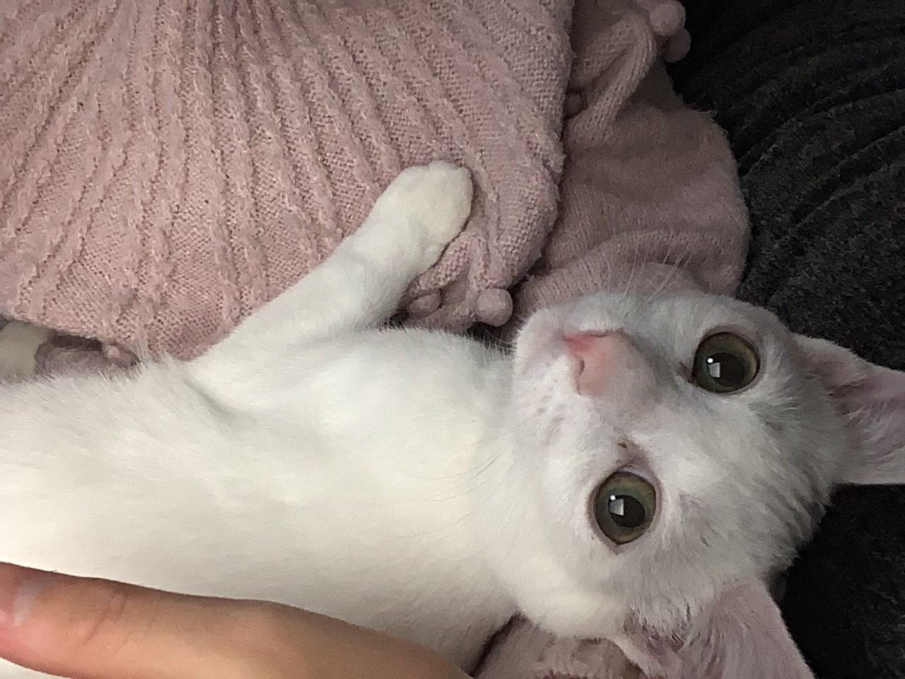 保護猫のマオくんです!