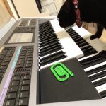 猫がエレクトーンを演奏！？