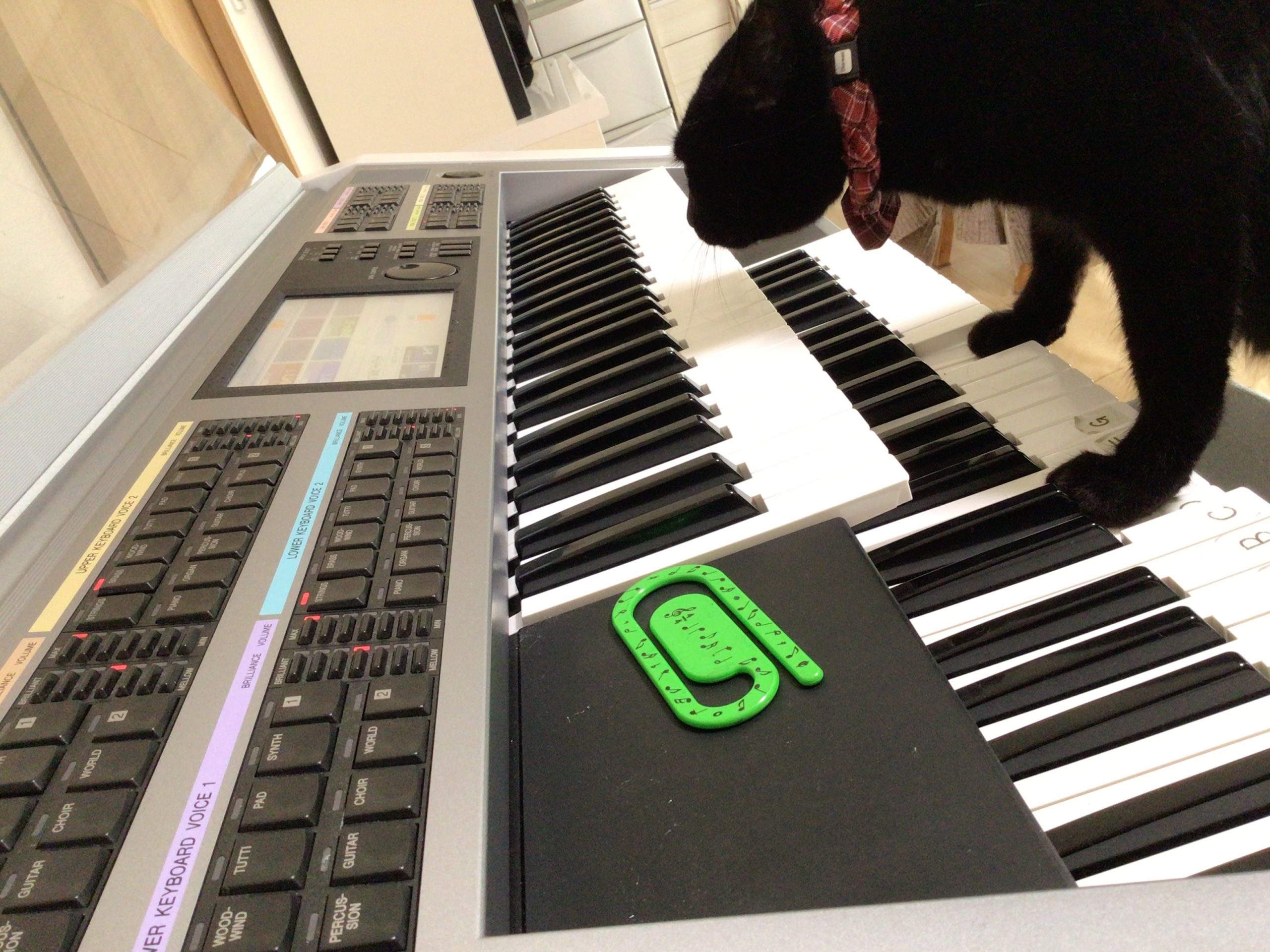 猫がエレクトーンを演奏!?