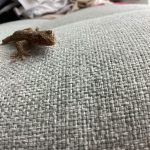 やもたろうの可愛さ