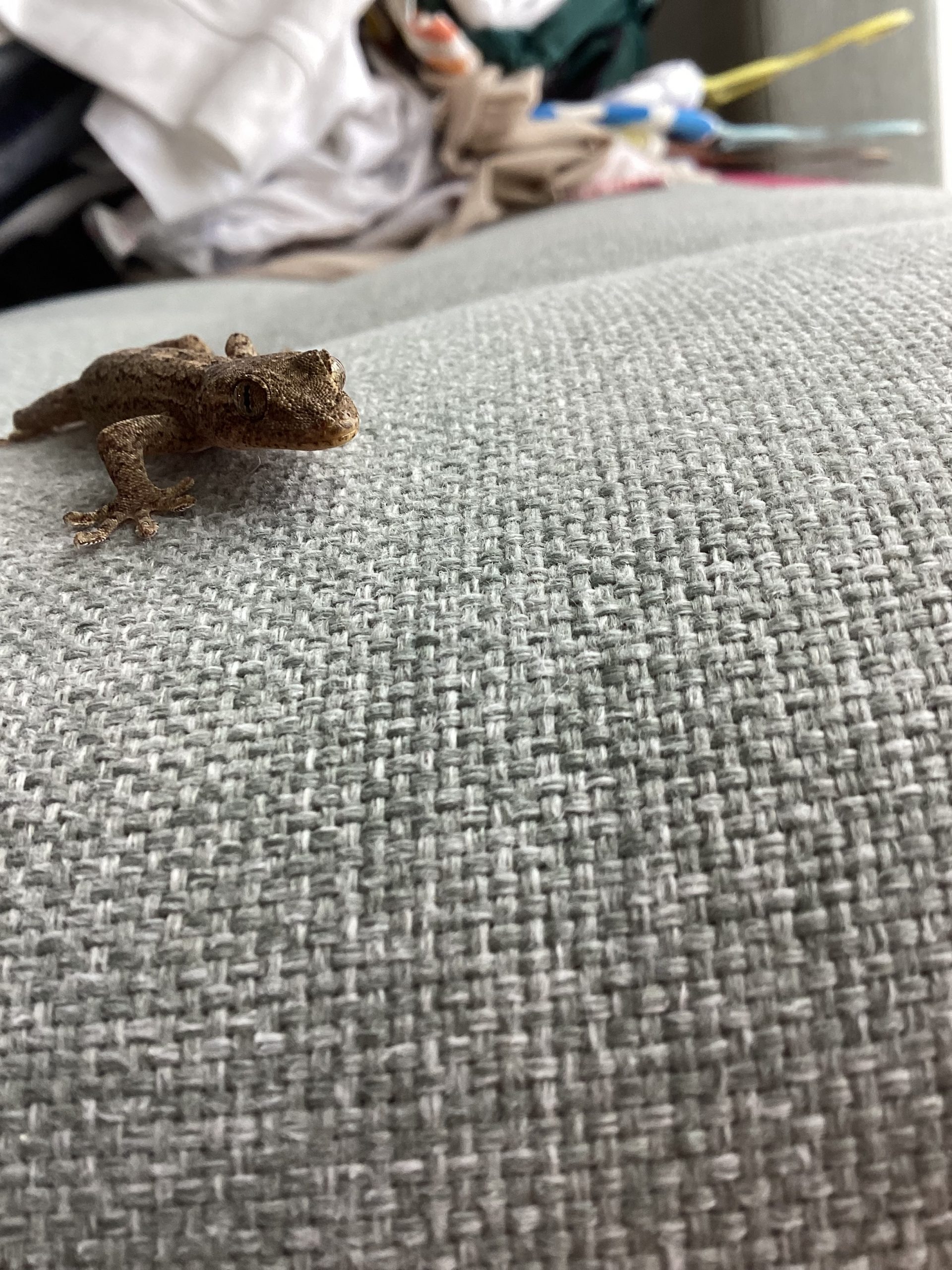やもたろうの可愛さ