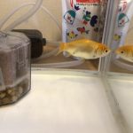 金魚すくいでゲットしたぺぺ