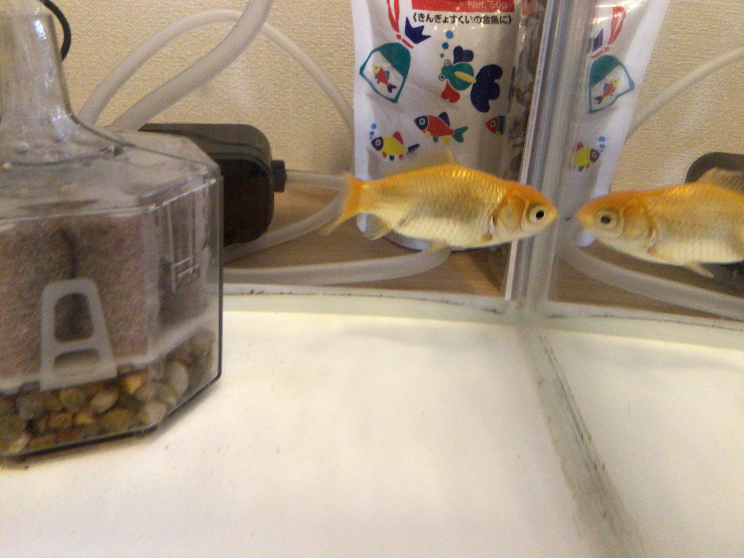 金魚すくいでゲットしたぺぺ
