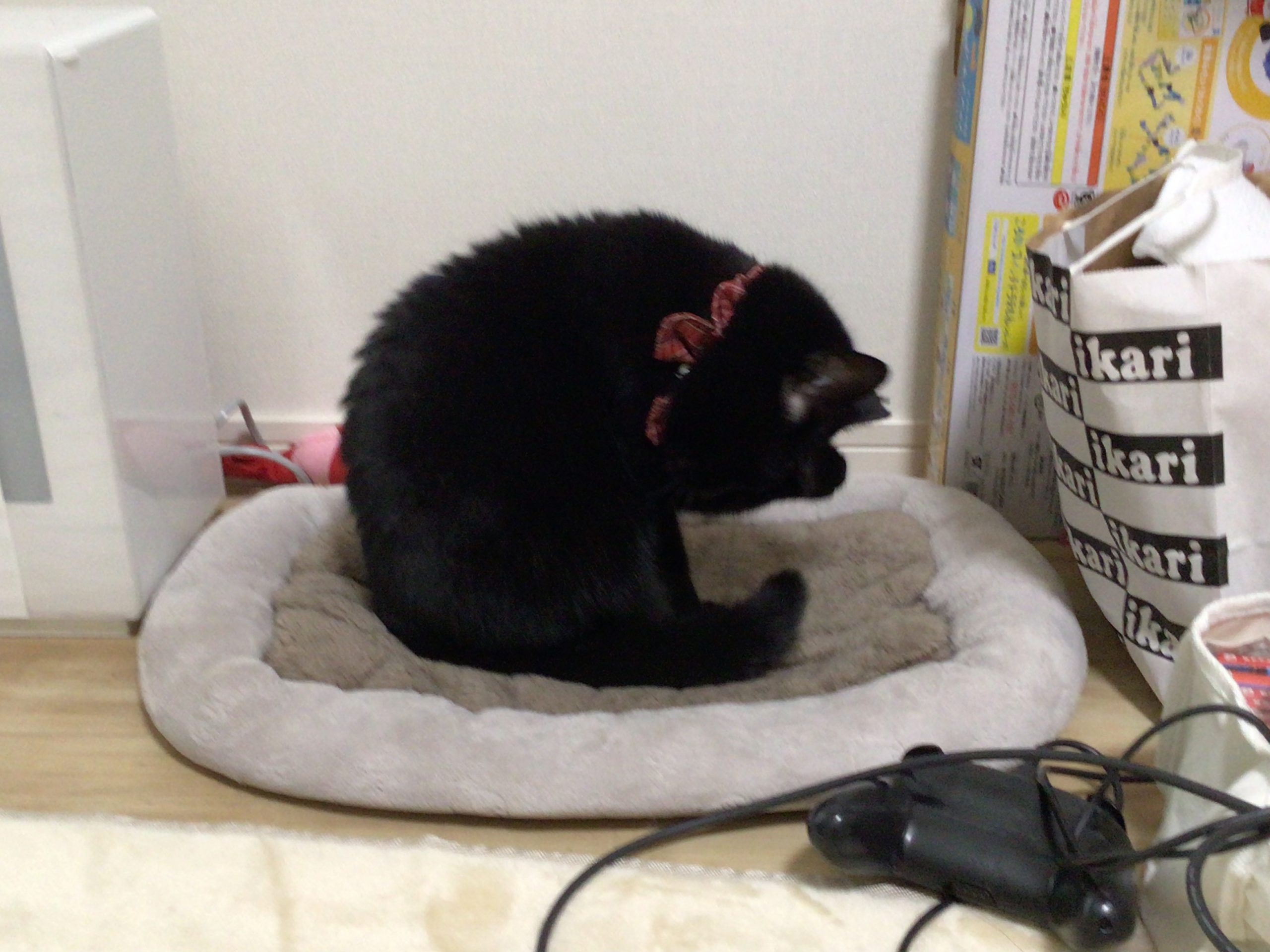ペロペロ、今日も綺麗に!
