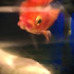 金魚　和金