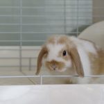 ホーランドロップのもかちゃんです！