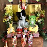 パピヨンのラシル君5歳です