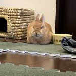 おきもの？