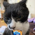チュール食べてる！
