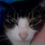 猫自慢だよかわいすぎてみんなからかわいが