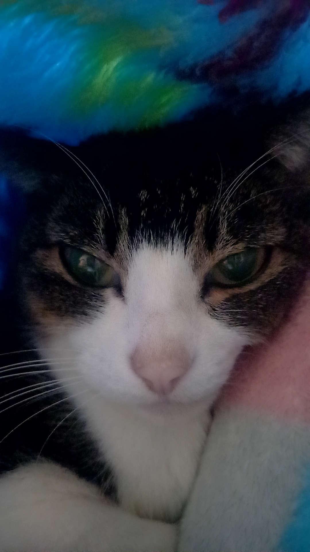 猫自慢だよかわいすぎてみんなからかわいが