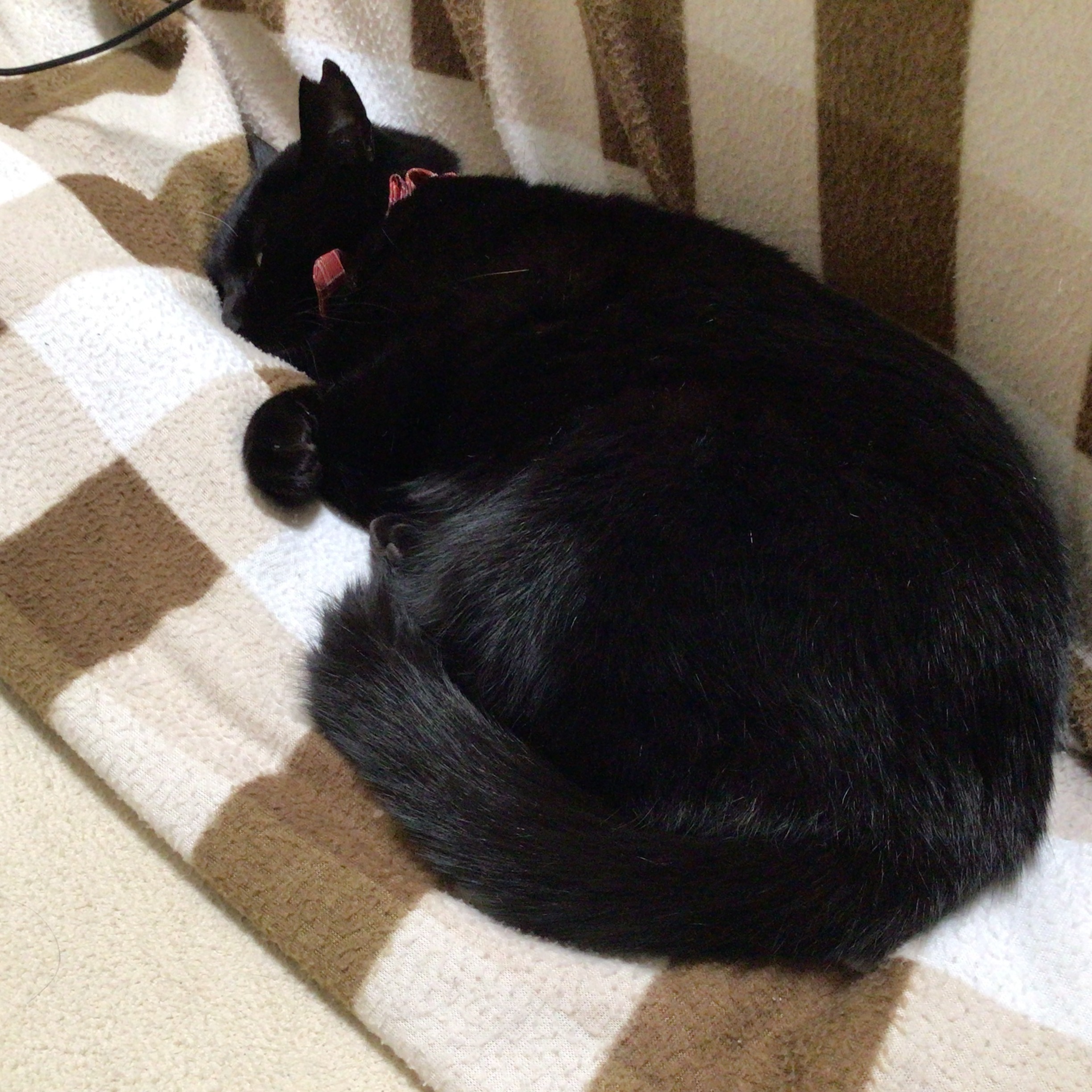 クロちゃんはこたつで丸くーなるー♪