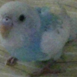 かわインコ