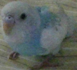 かわインコ