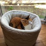 うちの三毛猫、桜子ちゃん。