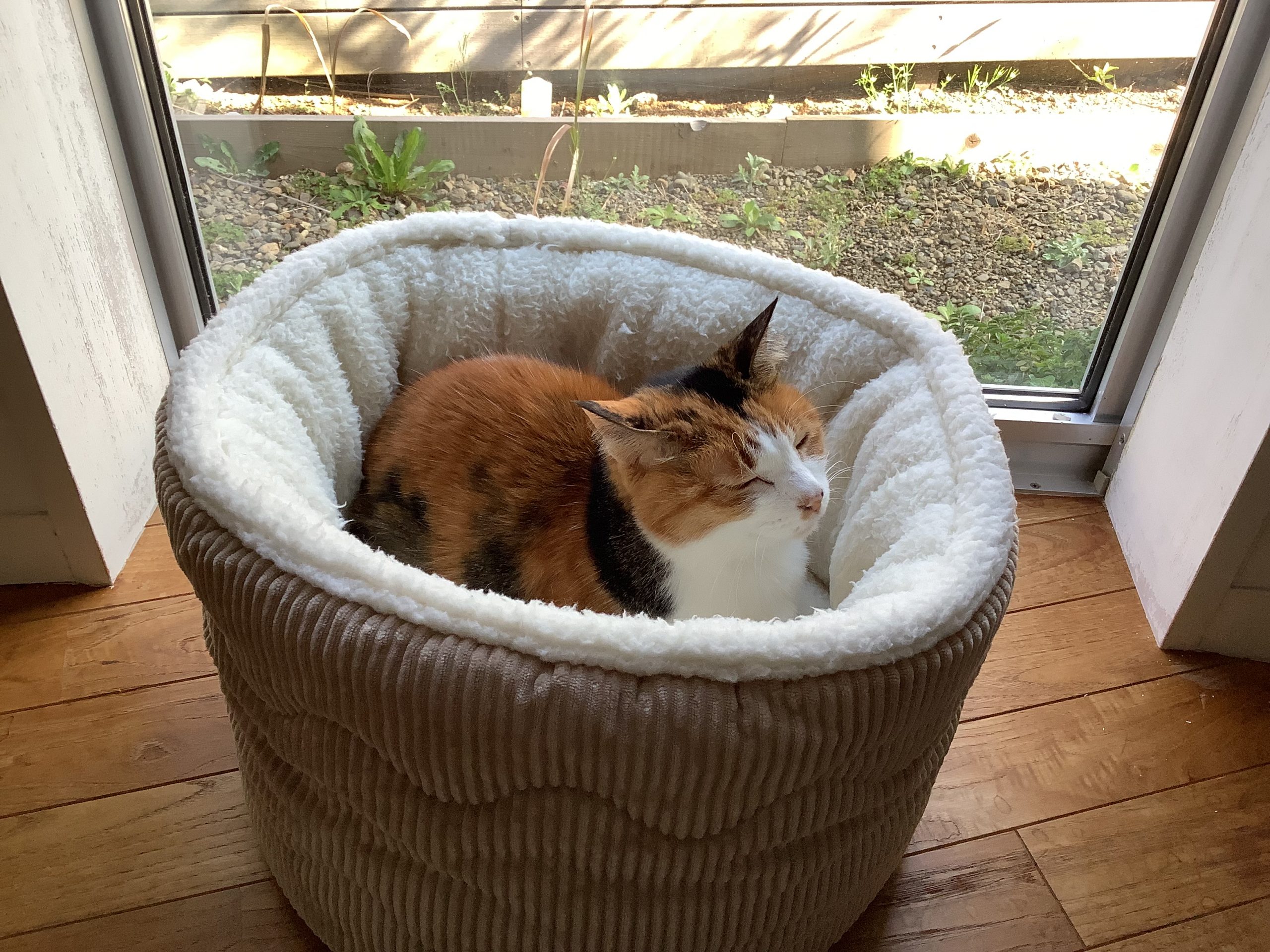 うちの三毛猫、桜子ちゃん。