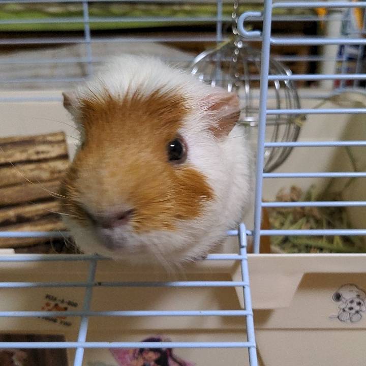 世界一可愛いモルモット