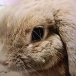 うさぎのホーランドロップのリン