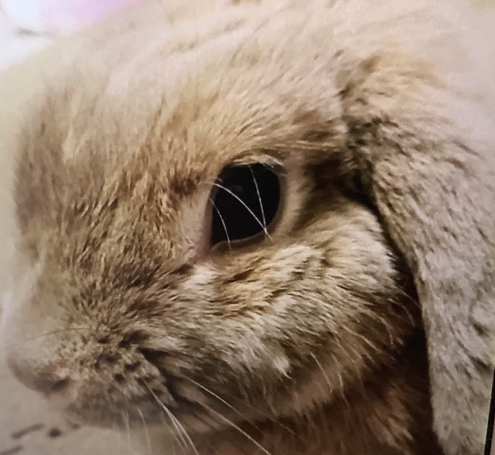 うさぎのホーランドロップのリン