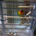 ボタンインコのキョロ