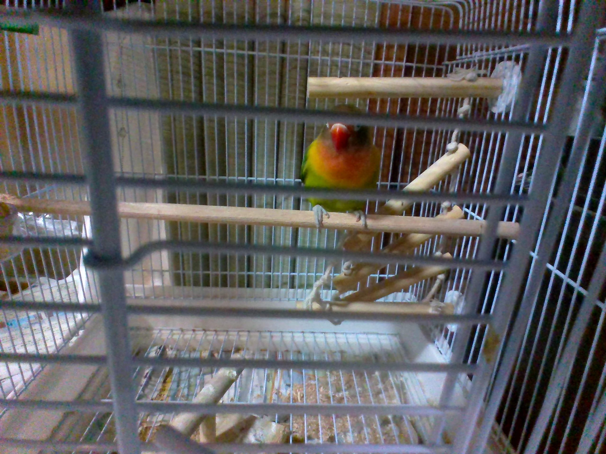 ボタンインコのキョロ