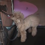 うちの犬ども