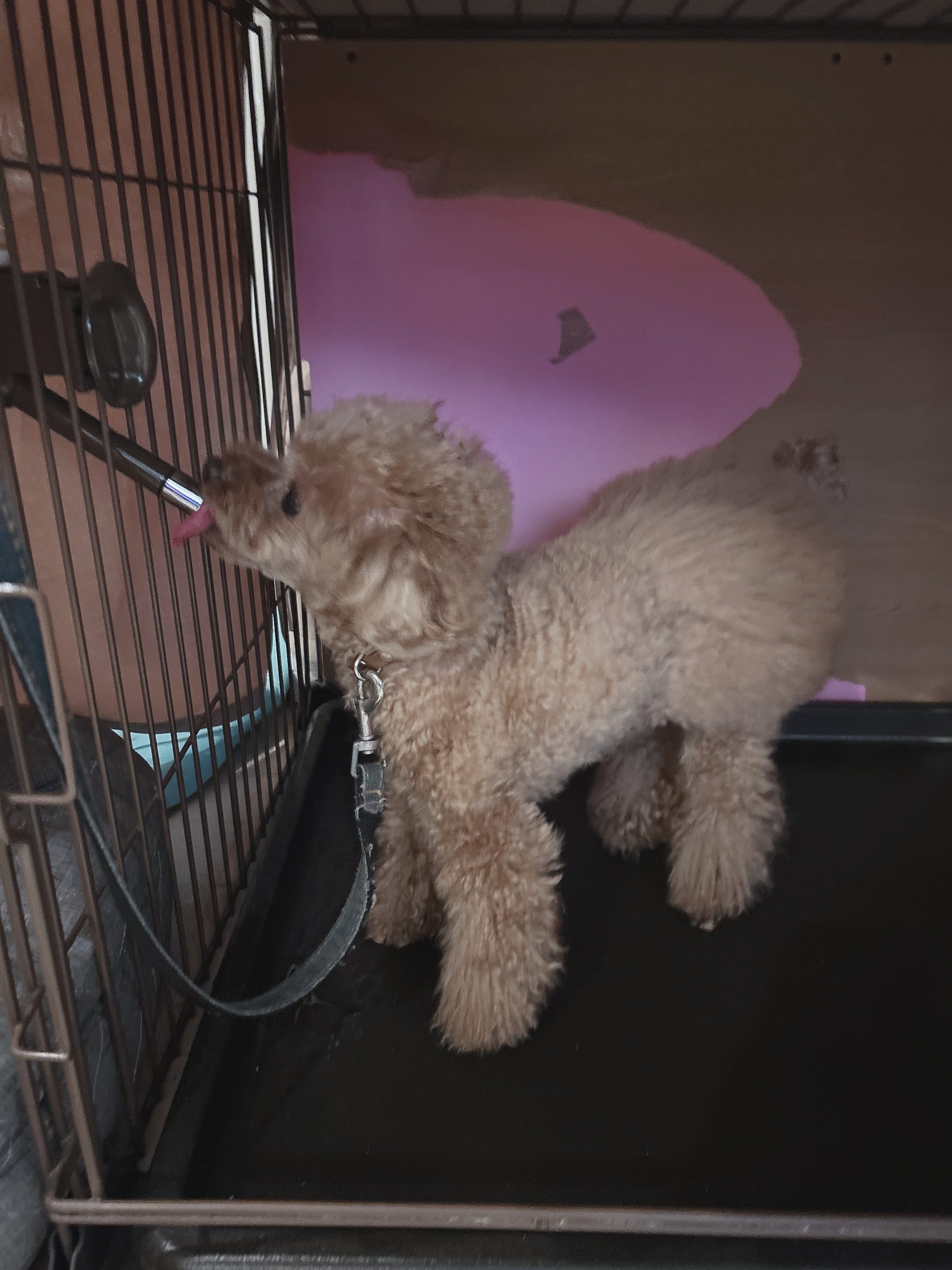うちの犬ども