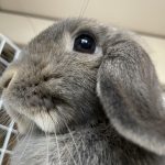 ホーランドロップのメス、ラナです❤️