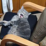 へんがお