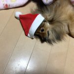 ペットだって楽しみたい
