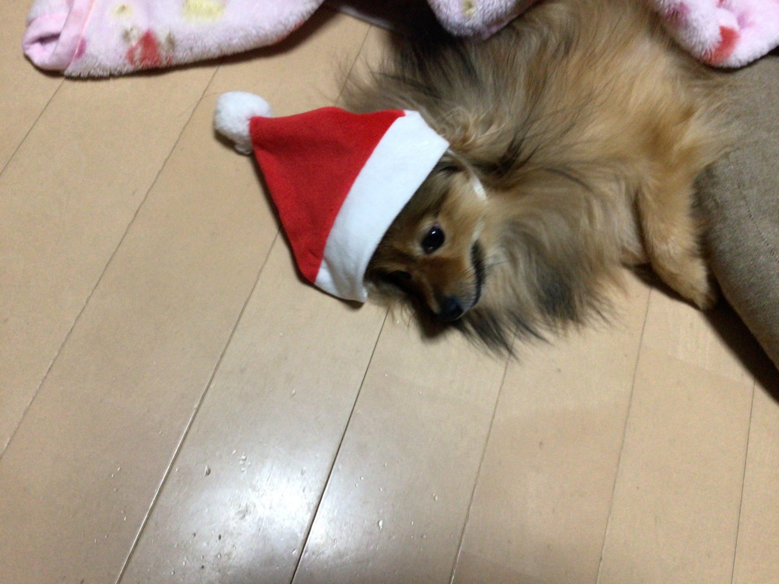 ペットだって楽しみたい