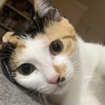 猫の自撮り！？