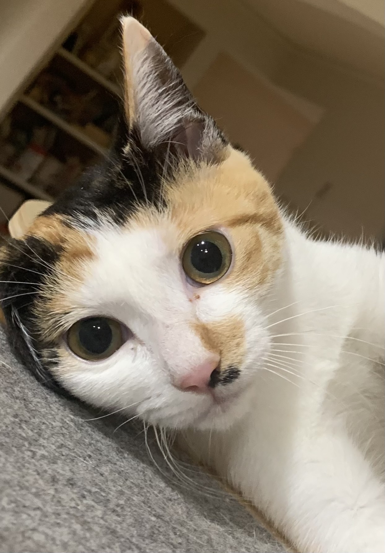 猫の自撮り！？