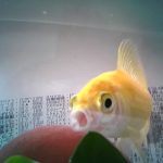 あくびをするうちの金魚⭐