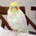 オカメインコのピュイちゃん
