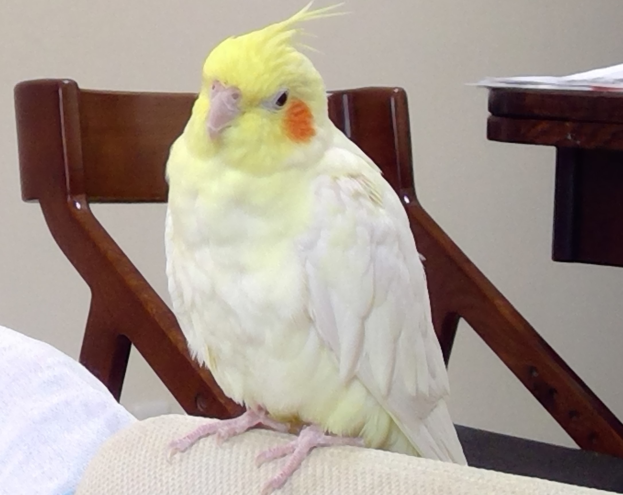 オカメインコのピュイちゃん