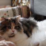 おもちちゃん　サイベリアン