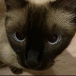 にゃんにゃん