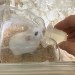 パールホワイトのみるくちゃん！！