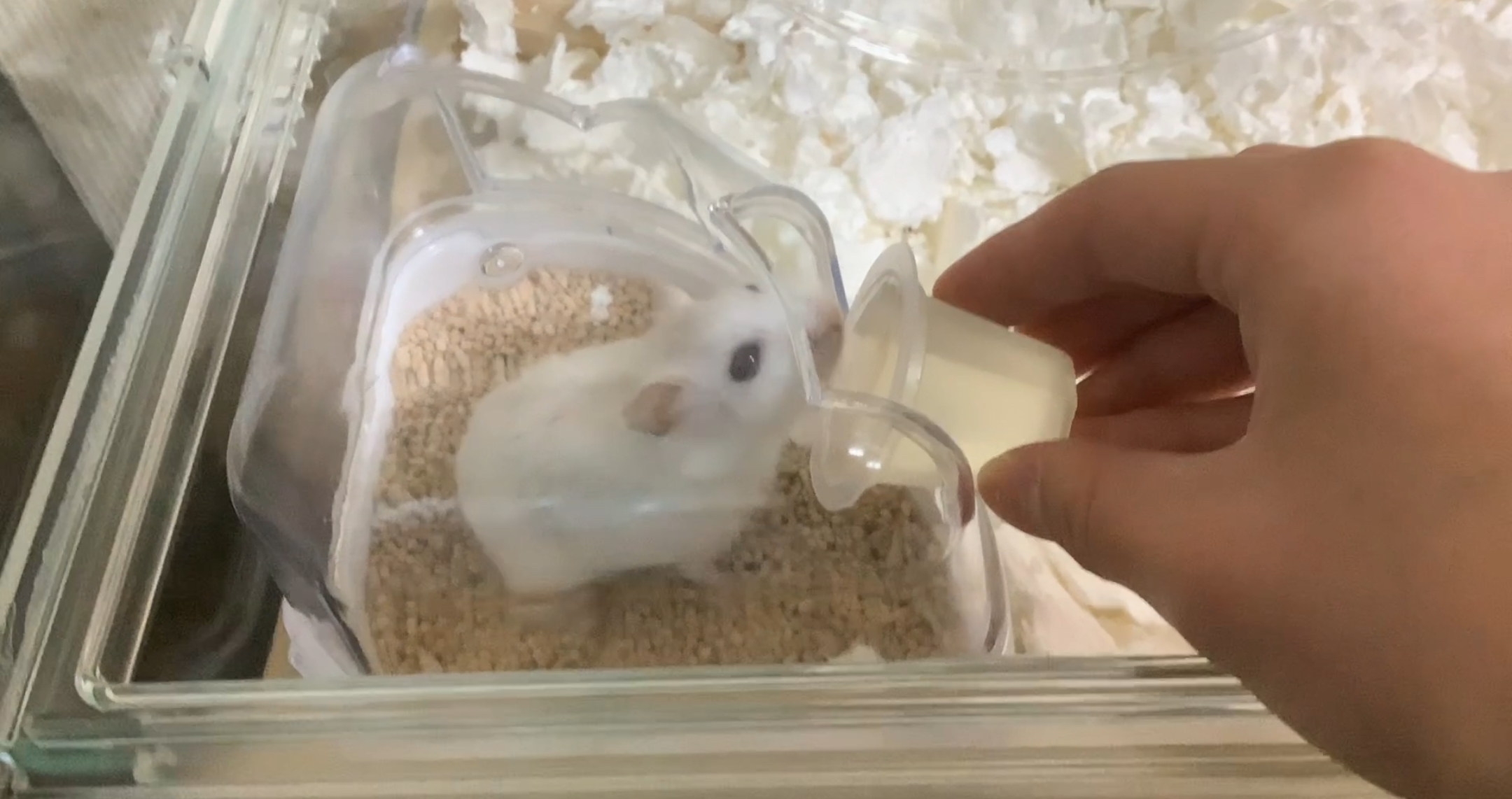 パールホワイトのみるくちゃん!!