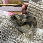服の袖に入っちゃった！