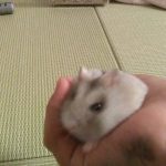 ハムハムふくくん