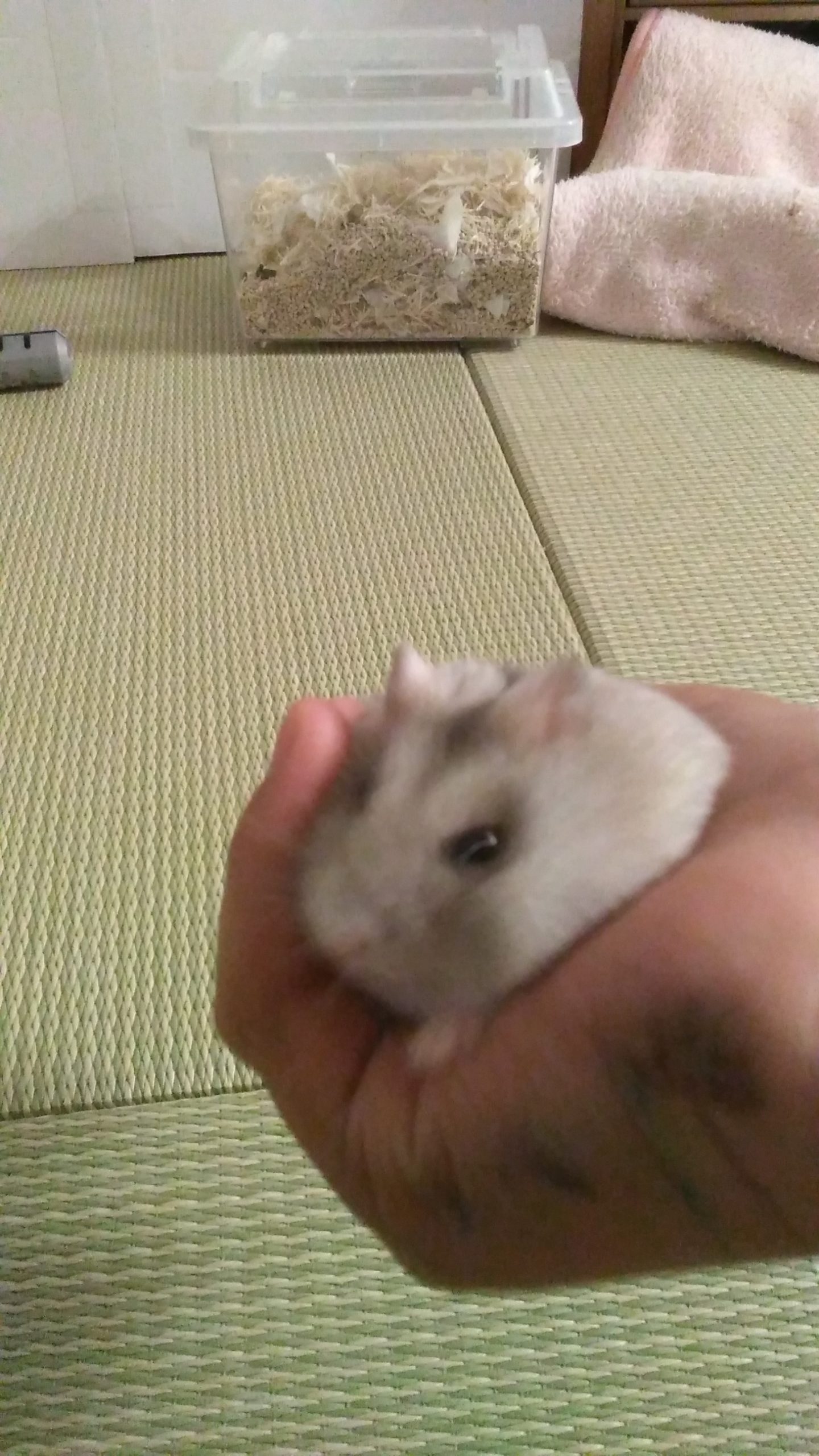 ハムハムふくくん